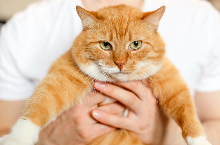 Panduan Merawat Kucing agar Sehat dan Bahagia